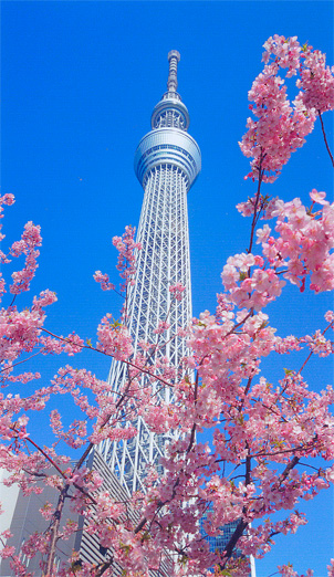 桜と東京スカイツリー